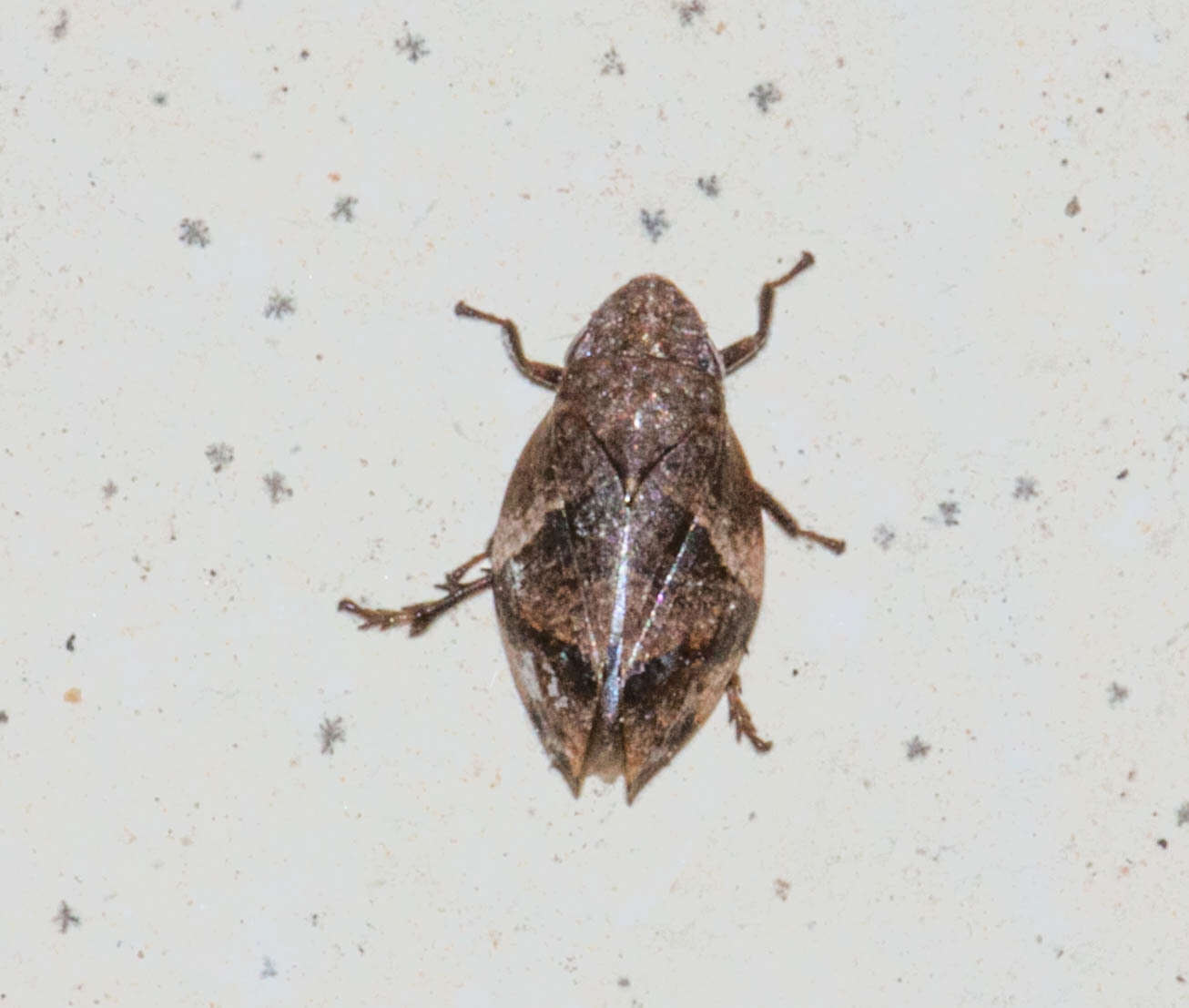 Image of Diamondback Spittlebug