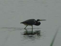 Image of Tricolored Heron