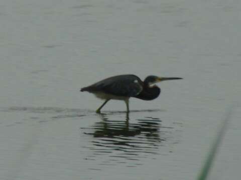 Image de Aigrette tricolore