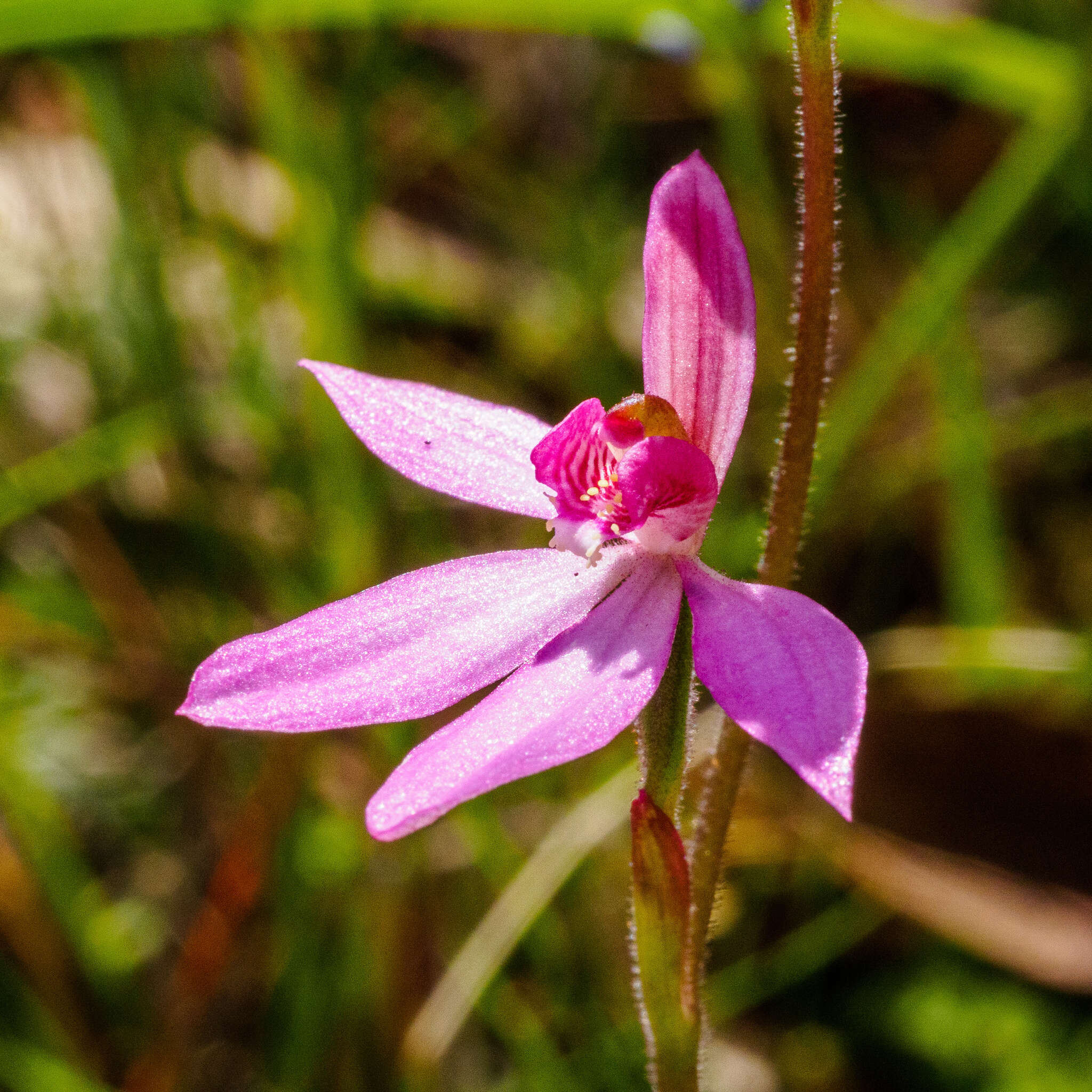 Image of Ornate pink fingers