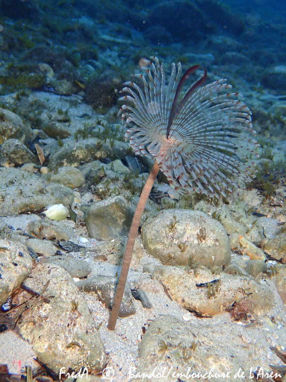 Image of Peacock worm