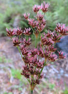 Слика од Juncus lomatophyllus Spreng.