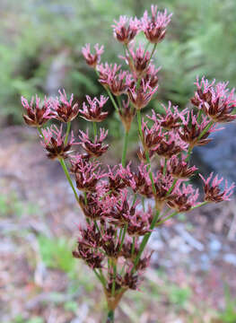 Слика од Juncus lomatophyllus Spreng.