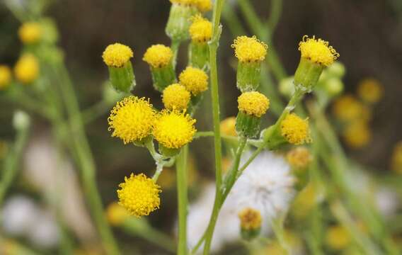 Image of Senecio angustifolius (Thunb.) Willd.