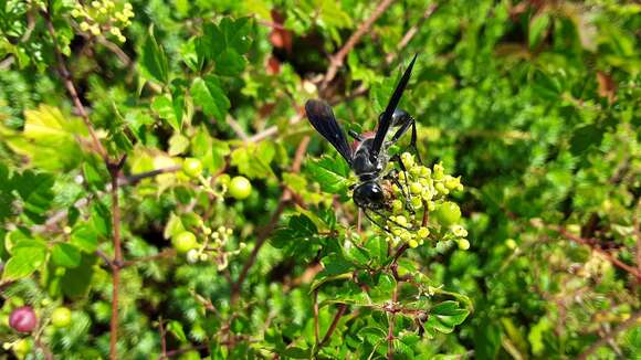 Image of Mud dauber