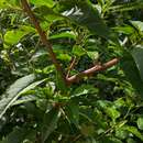 Image of American pokeweed