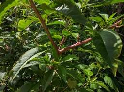 Image de Phytolacca americana var. rigida (Small) D. B. Caulkins & R. Wyatt