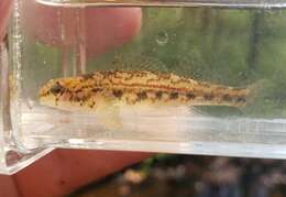 Image of Bandfin darter