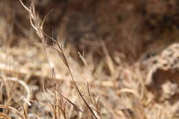 Image of Bromus fasciculatus C. Presl