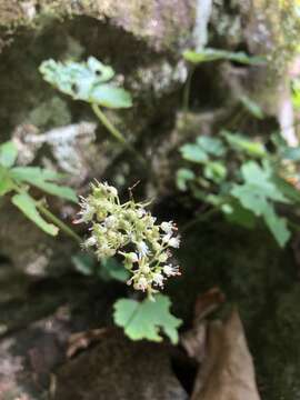 Image of Arkansas alumroot