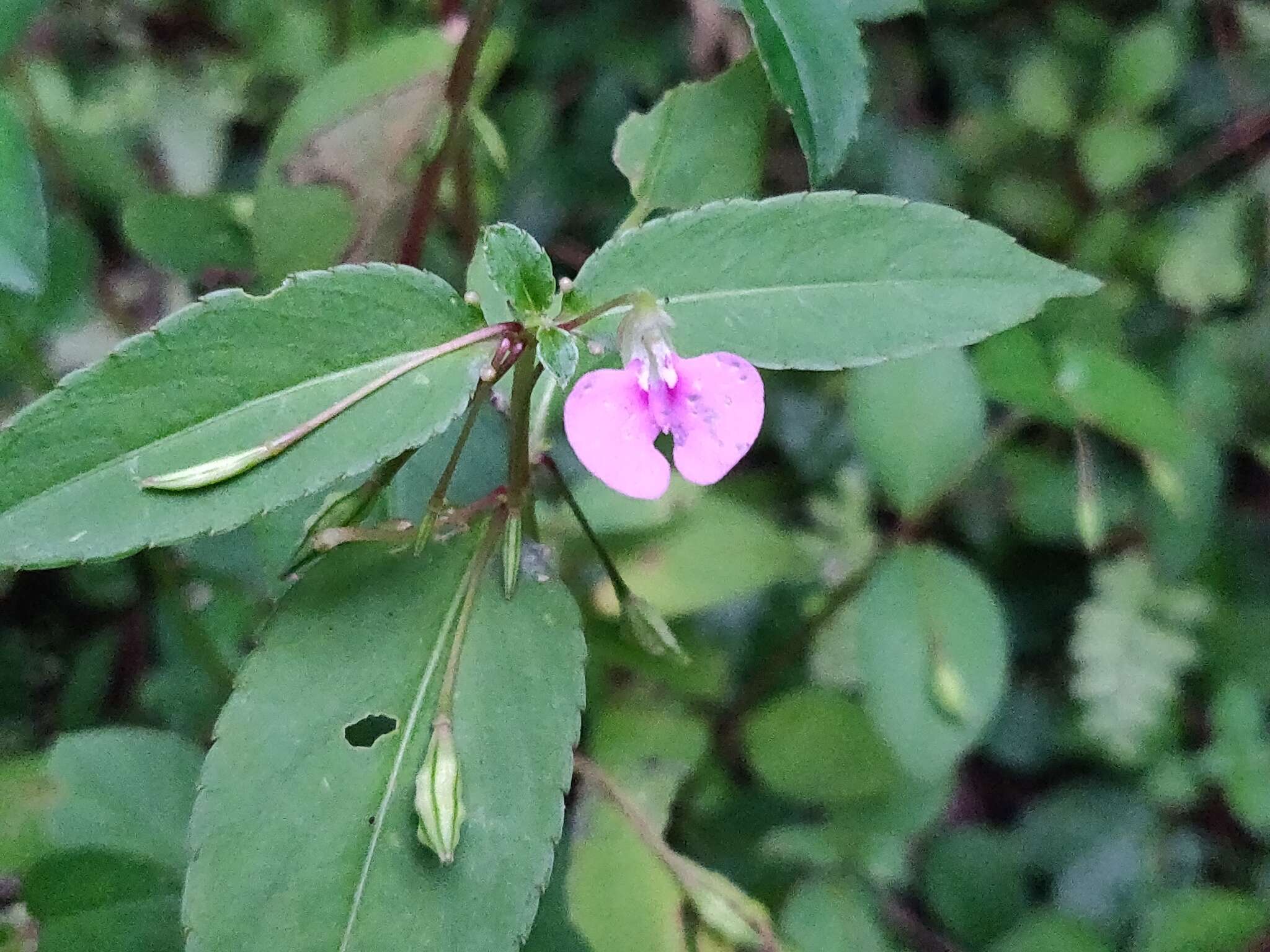 Image of Impatiens minor (DC.) S. S. R. Bennet