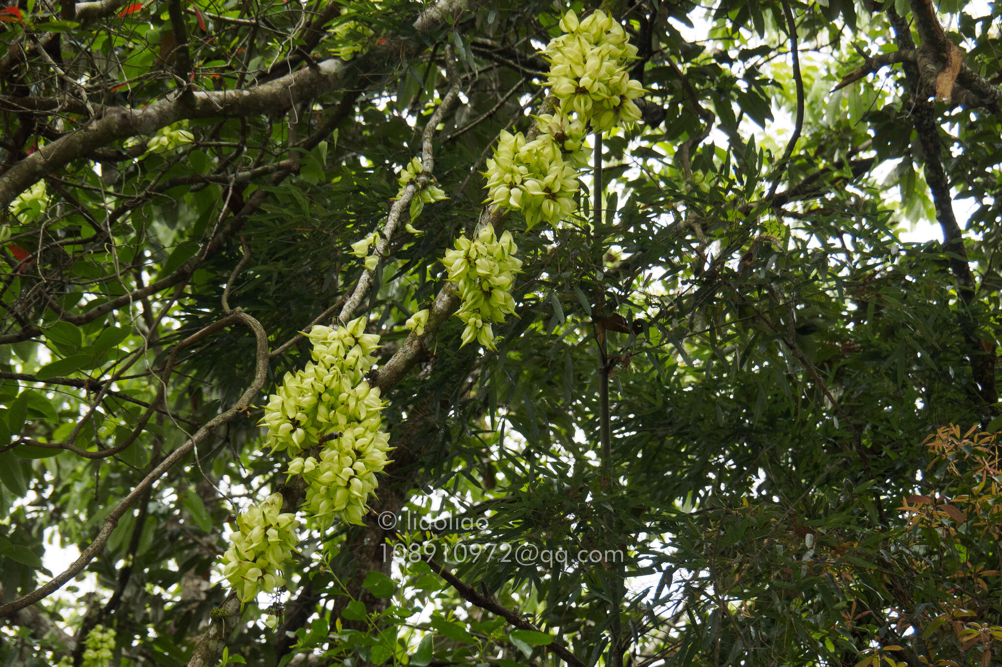 Слика од Mucuna birdwoodiana Tutcher