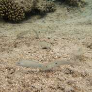 Image of Yellowstripe goatfish