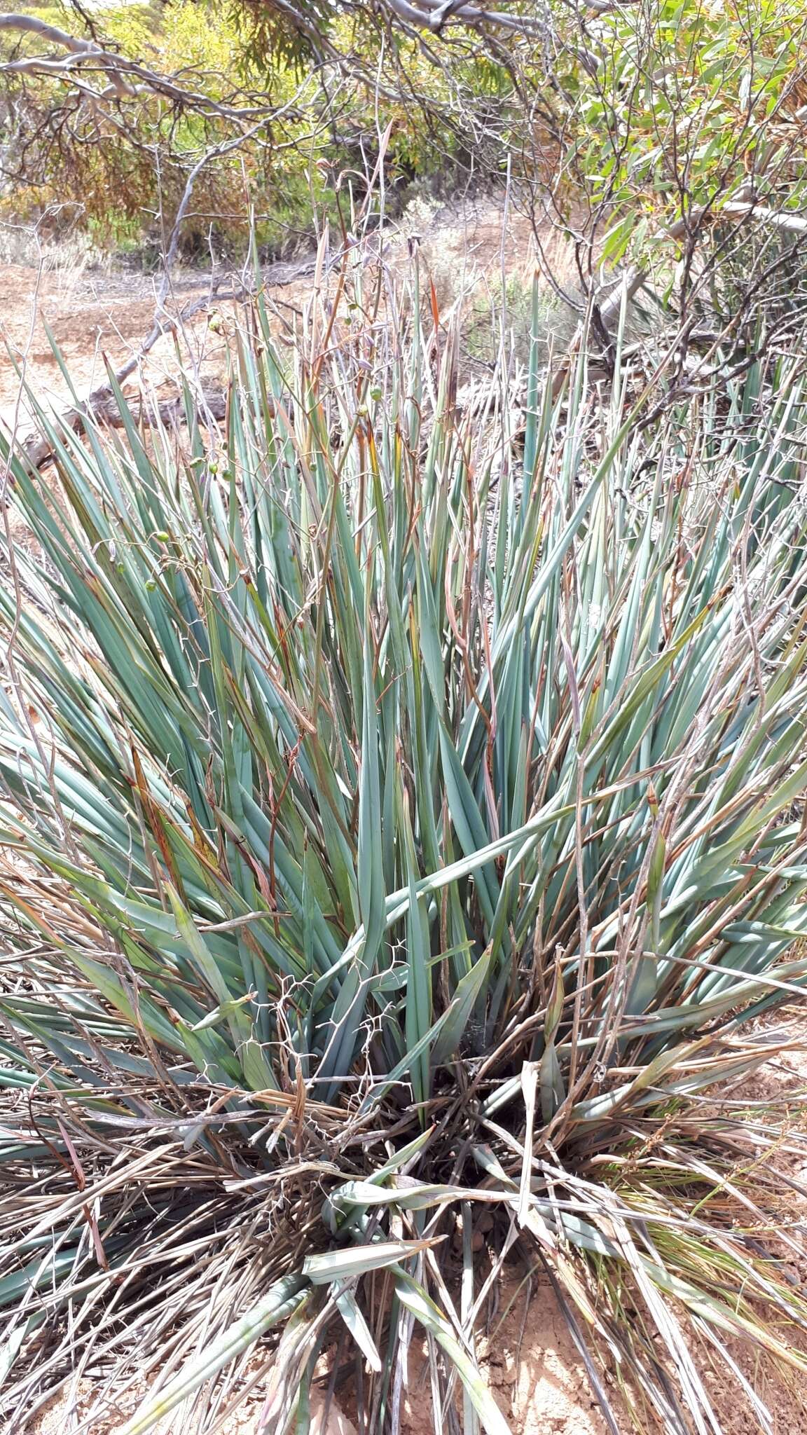 Image of Dianella revoluta var. divaricata (R. Br.) R. J. F. Hend.