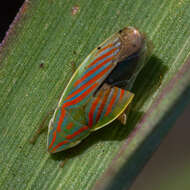 Plancia ëd Spangbergiella viridis Provancher 1872