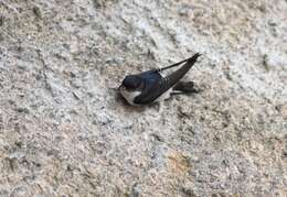 Image of Asian House Martin