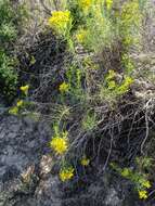 Image of dune ragwort