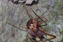 Image of Atachycines apicalis gusouma Sugimoto, M. & Ichikawa 2003