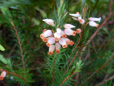 Image of Erica heliophila Guthrie & Bolus