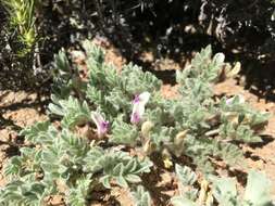 Image de Astragalus purshii var. lectulus (S. Wats.) M. E. Jones