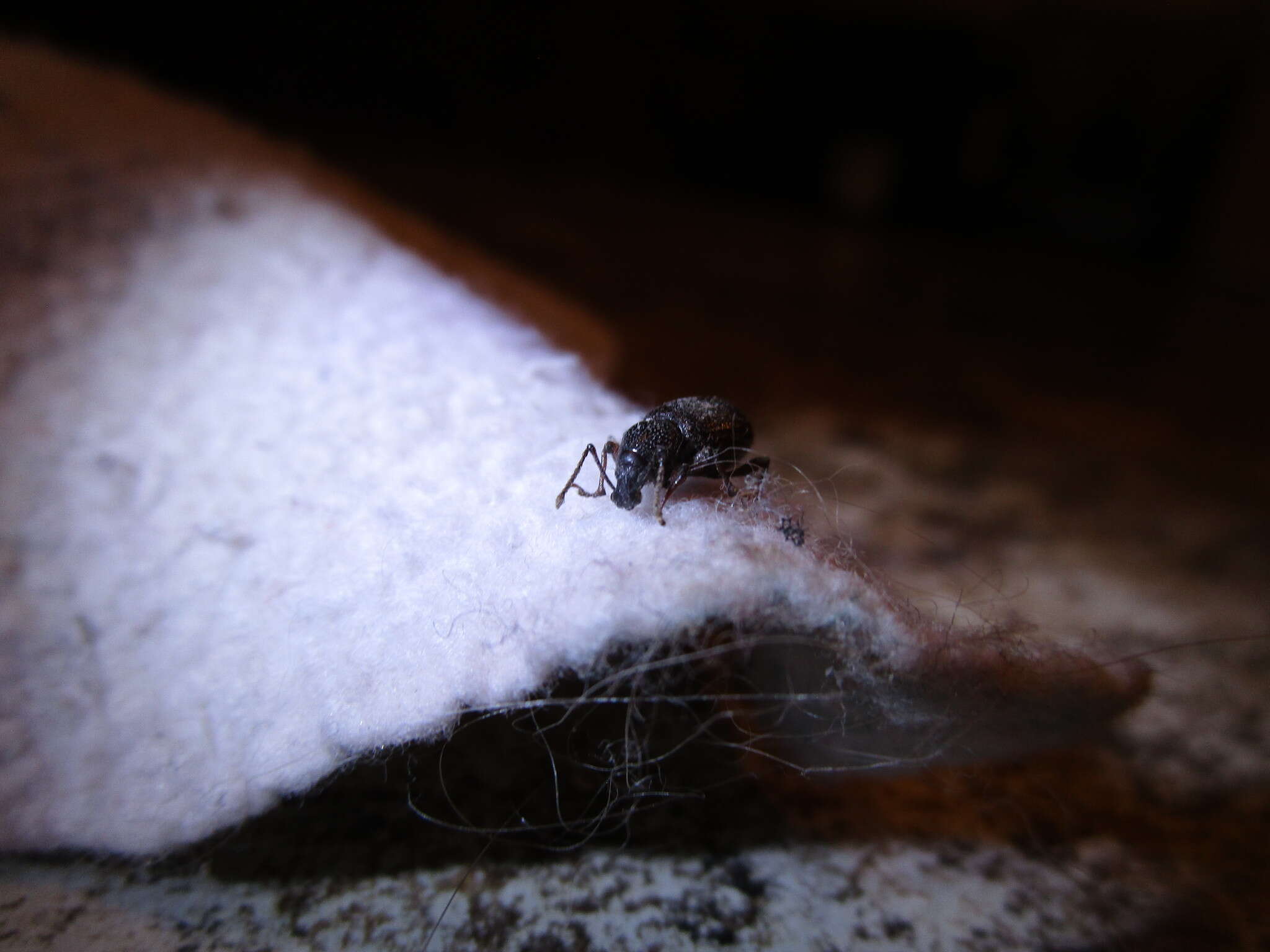 Image of Cribrate Weevil