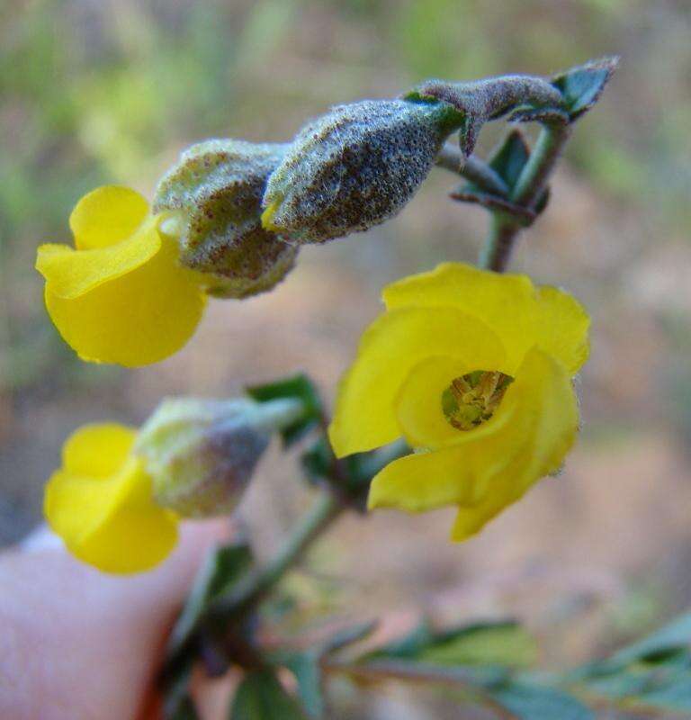 Image of Hermannia cuneifolia var. cuneifolia