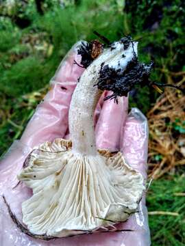 Image of Hygrophorus hedrychii (Velen.) K. Kult 1956