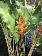 Heliconia wagneriana Petersen的圖片