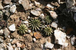 Image of Suzanne's Spurge