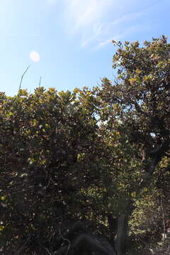 Image of woollyleaf manzanita