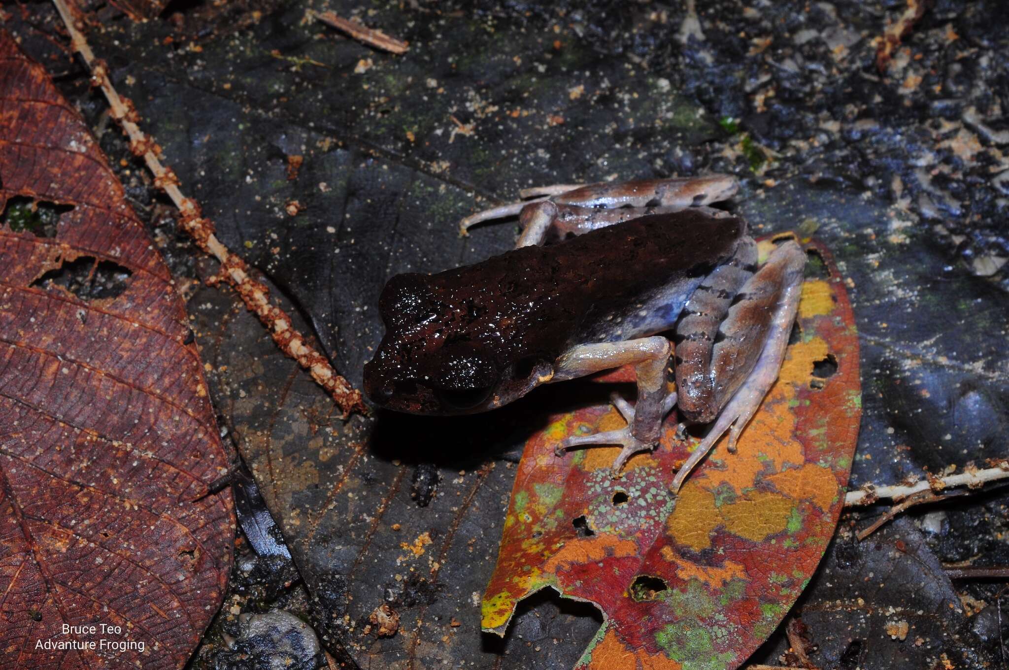 Image of Gracile Litter Frog