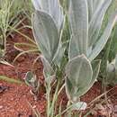 Image de Helichrysum thapsus (Kuntze) O. Hoffm.