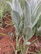 Imagem de Helichrysum thapsus (Kuntze) O. Hoffm.