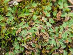 Image of Riccia gougetiana Durieu & Mont.