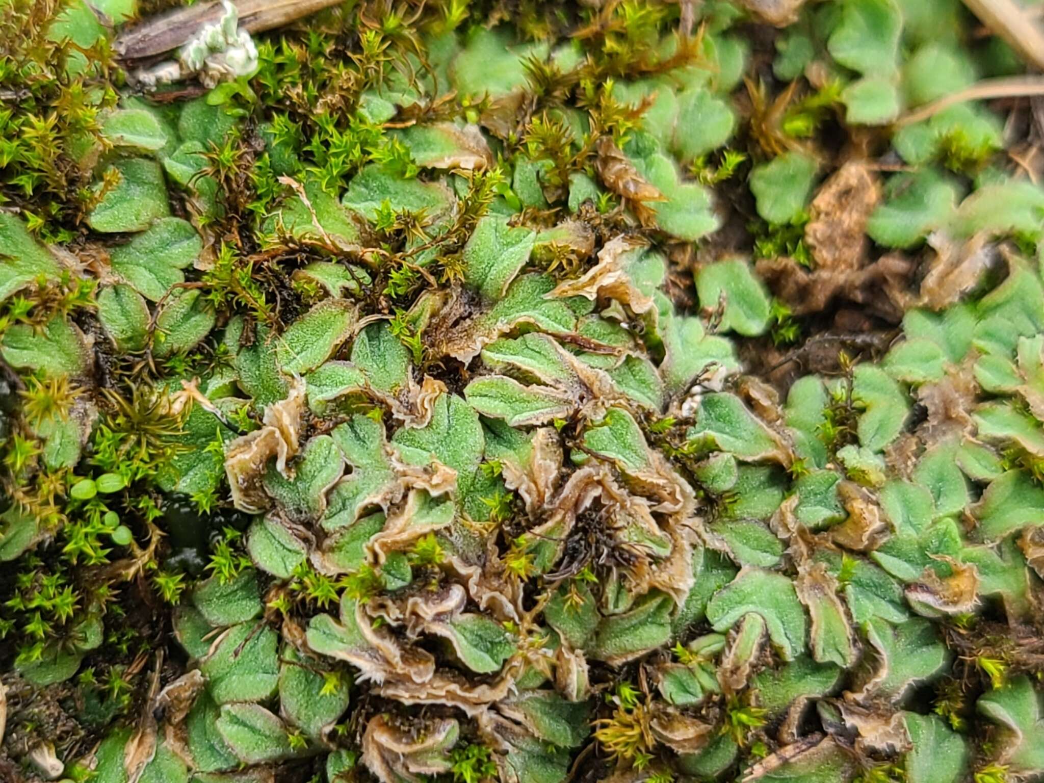 Image of Riccia gougetiana Durieu & Mont.