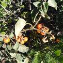 Image of Solanum tomentosum var. coccineum (Jacq.) Willd.