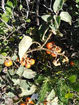 Image of Solanum tomentosum var. coccineum (Jacq.) Willd.