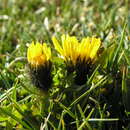 Crepis terglouensis (Hacq.) A. Kerner resmi