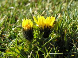 Image of Crepis terglouensis (Hacq.) A. Kerner