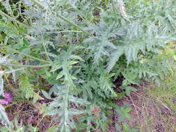 Echinops tataricus的圖片