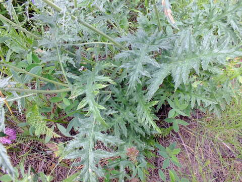 Imagem de Echinops tataricus