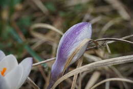 Image of Crocus weldenii Hoppe & Fürnr.