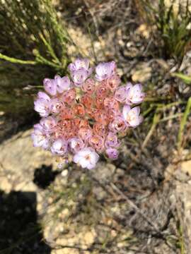 Image of Dilatris pillansii W. F. Barker