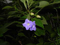 Image of Strobilanthes callosa Wall. ex Nees