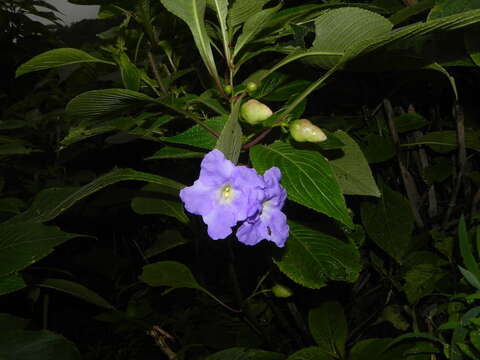 Image of Strobilanthes callosa Wall. ex Nees