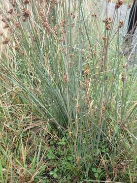 Image of Juncus sarophorus L. A. S. Johnson