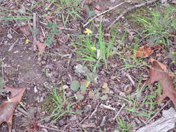 Image of Harvey's Buttercup