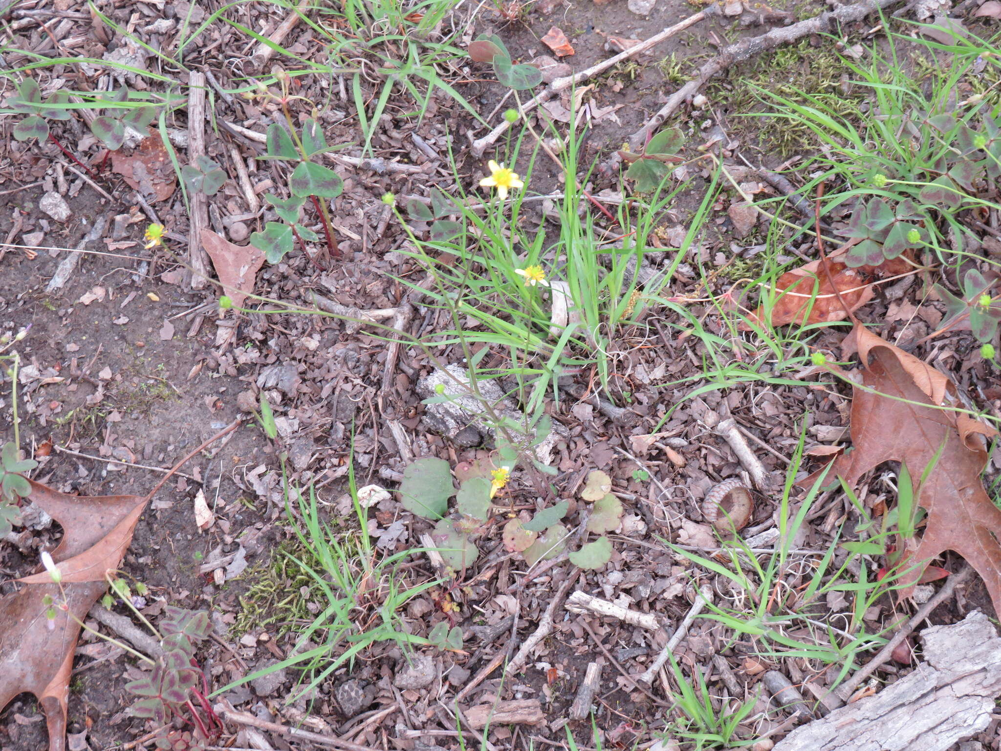 Ranunculus harveyi (A. Gray) Greene的圖片