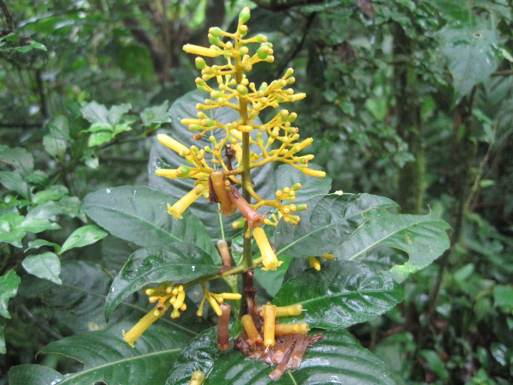 Image of Palicourea lasiorrhachis Oerst.