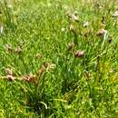 Image of Carex vallis-pulchrae Phil.